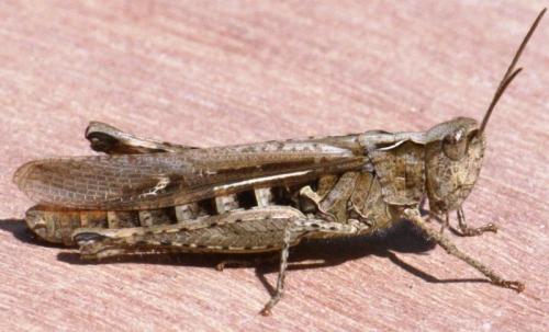 Chorthippus sp.