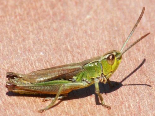 Pseudochorthippus sp.