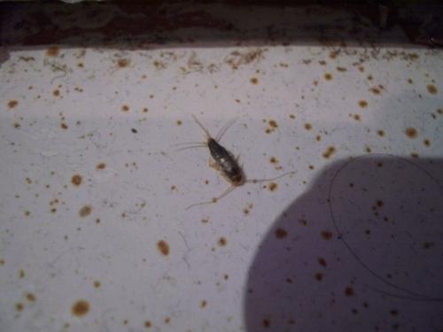 Lepisma saccharina