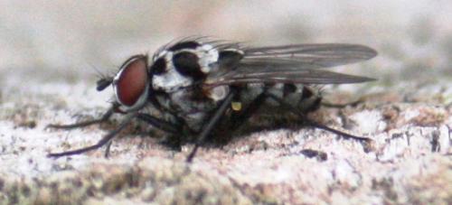 Réf. 73 736 : Anthomyia procellaris
