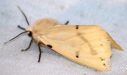 Spilosoma lutea