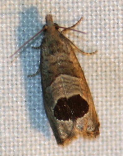 Notocelia uddmanniana