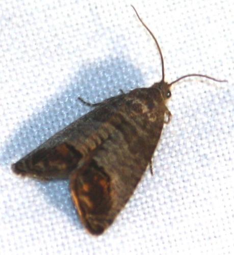 Cydia pomonella