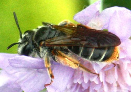 Andrena hattorfiana
