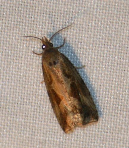 Réf. 73 441 : Endothenia quadrimaculana