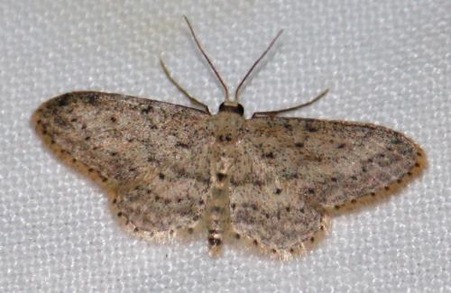 Réf. 73 443 : Idaea seriata