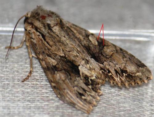 Réf. 73 398 : Apamea monoglypha