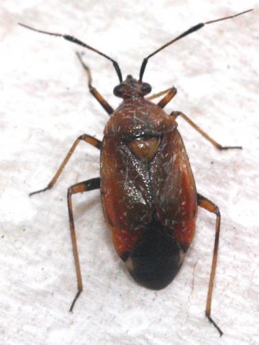 Réf. 73 021 : Deraeocoris ruber