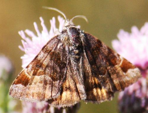 Euclidia glyphica
