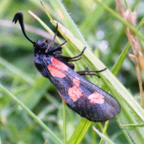 Zygaena trifolii