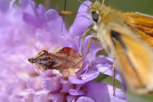 Phymata crassipes
