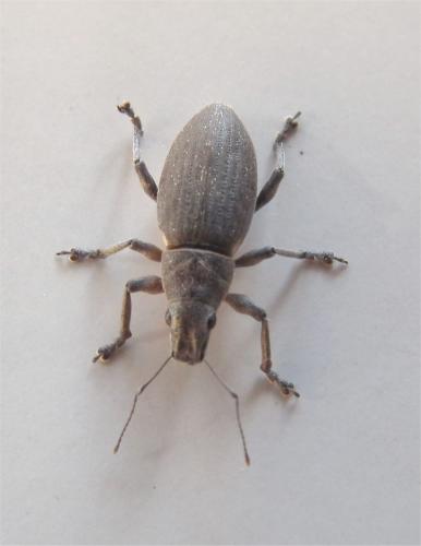 Brachyderes lusitanicus