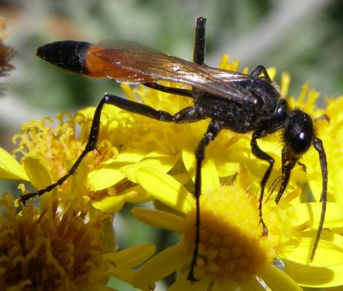 Podalonia hirsuta