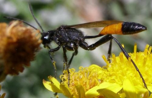 Podalonia hirsuta