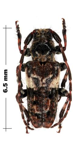 Réf. 73 098 : Pogonocherus fasciculatus