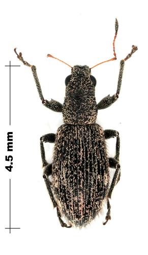 Polydrusus inustus