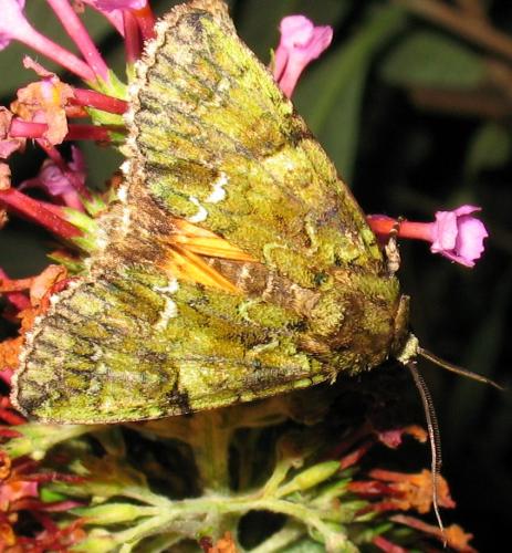 Réf. 73 701 : Polyphaenis sericata