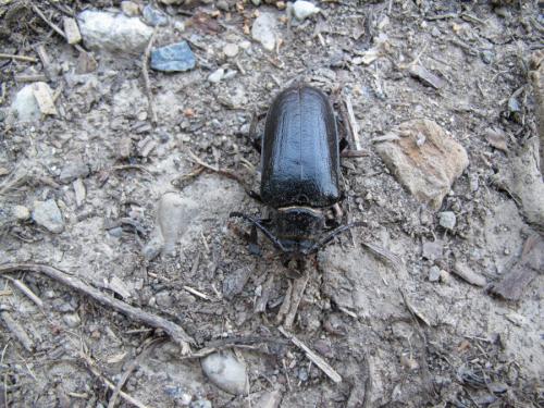 Prionus coriarius