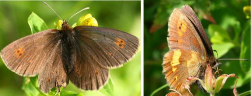 Erebia manto