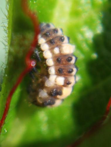Propylea quatuordecimpunctata