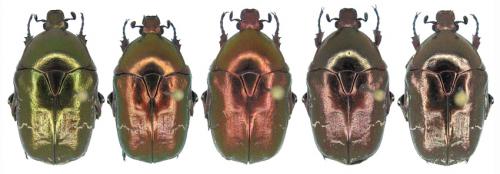 Réf. 73 880 : Potosia cuprea