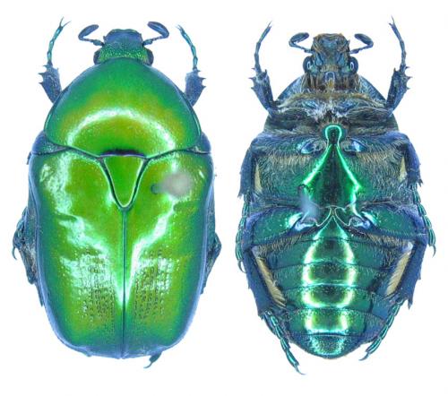 Réf. 73 807 : Potosia cuprea