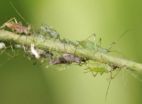 Réf. 73 036 : Macrosiphum sp.