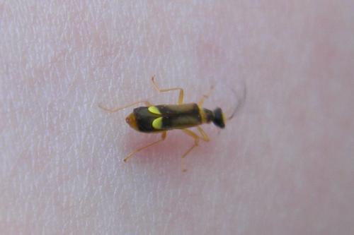 Réf. 73 424 : Malthinus sp.