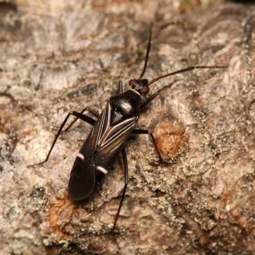 Cremnocephalus albolineatus