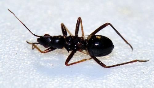 Réf. 73 766 : Himacerus mirmicoides