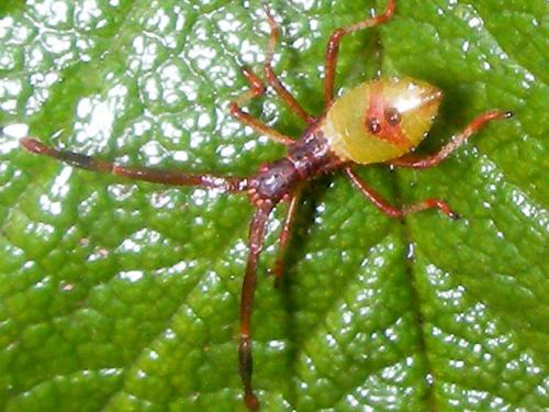 Réf. 73 106 : Gonocerus sp.