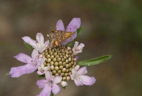 Pyrausta aurata