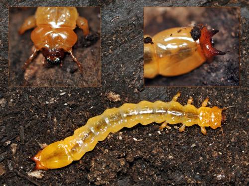 Réf. 73 577 : Pyrochroa coccinea