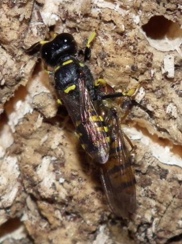 Ectemnius sp.
