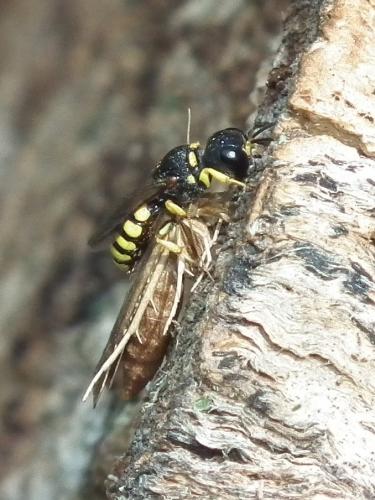 Réf. 73 963 : Lestica clypeata