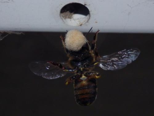 Anthidium florentinum