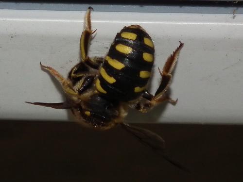 Réf. 73 763 : Anthidium florentinum