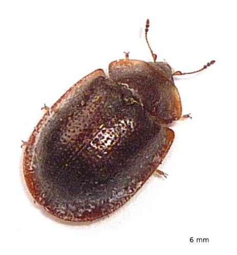 Thymalus limbatus