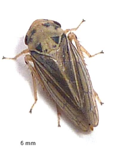 Macropsis sp.