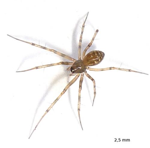 Réf. 73 575 : Lepthyphantes sp.