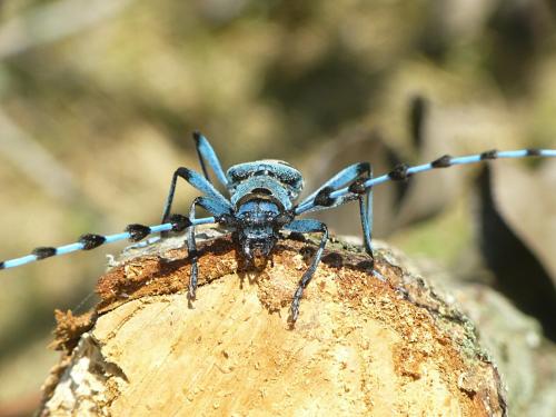 Réf. 73 048 : Rosalia alpina