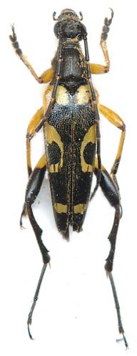 Rutpela maculata