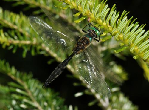 Réf. 73 549 : Somatochlora arctica