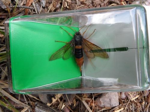 Urocerus gigas