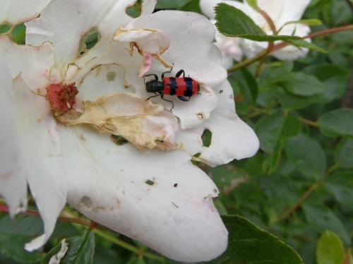 Trichodes apiarius
