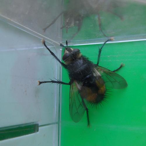 Nowickia sp.
