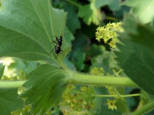 Réf. 73 201 : Himacerus mirmicoides