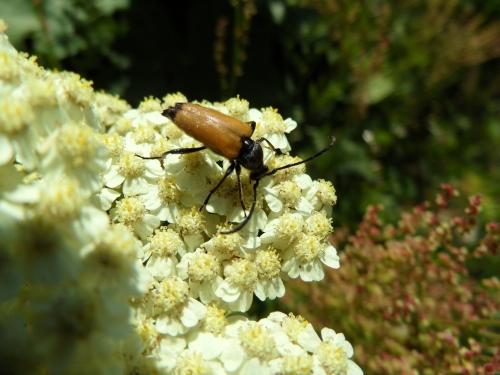 Stictoleptura fulva