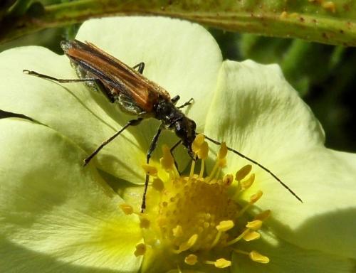 Oedemera femorata