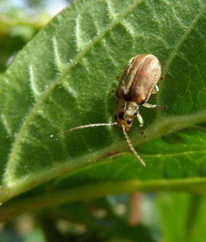 Pyrrhalta viburni